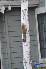 Sciurus niger rufiventer