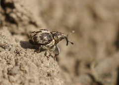 Ceutorhynchini