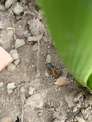 Andrena dunningi