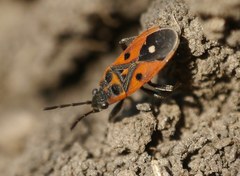 Melanocoryphus tristrami