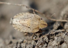 Sciocoris sulcatus