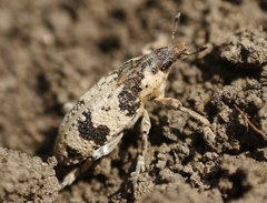 Bothynoderes affinis