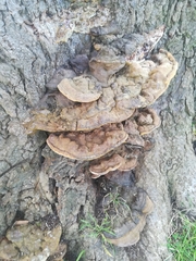 Fungi