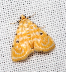 Notarcha aurolinealis