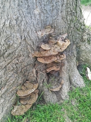 Fungi