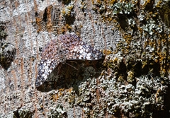 Hamadryas fornax