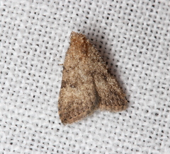 Tolpiodes oligolasia