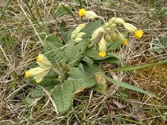 Primula veris veris