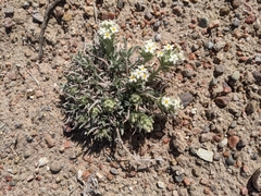 Oreocarya fulvocanescens