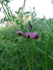 Vicia sativa