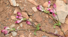 Silene diversifolia