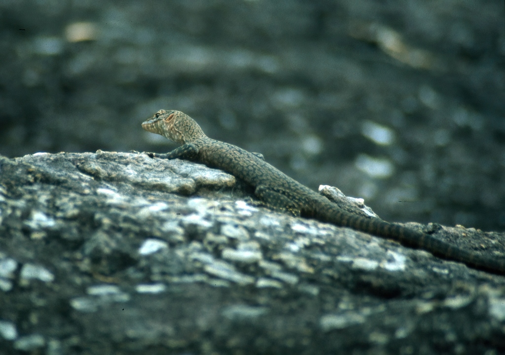 Black-palmed Rock Monitor