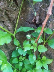 Stellaria media
