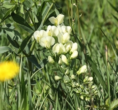 Baptisia bracteata leucophaea