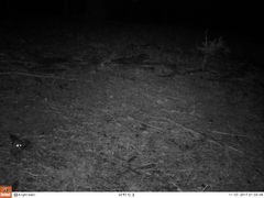 Glaucomys oregonensis