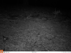 Glaucomys oregonensis