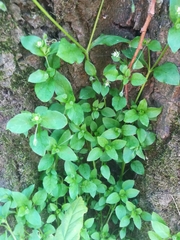 Stellaria media