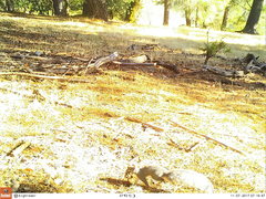 Glaucomys oregonensis