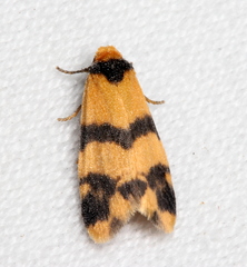 Thallarcha chrysochares