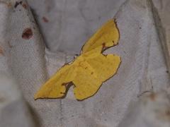 Corymica spatiosa