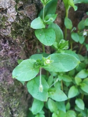 Stellaria media