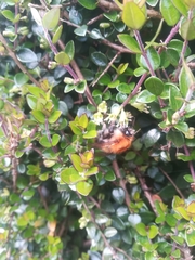 Bombus pascuorum