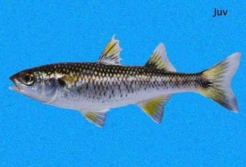 Mountain Mullet