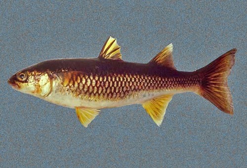 Mountain Mullet