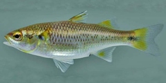 Mountain Mullet photo 3
