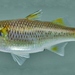 Agonostomus monticola - Photo 
N Burkhead (USGS)，沒有已知版權限制（公共領域）