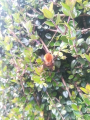 Bombus pascuorum