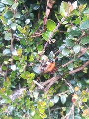 Bombus pascuorum