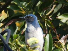 Aphelocoma californica