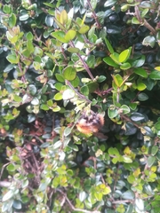 Bombus pascuorum