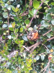 Bombus pascuorum