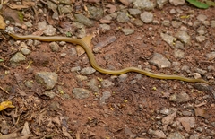Elapomorphus quinquelineatus