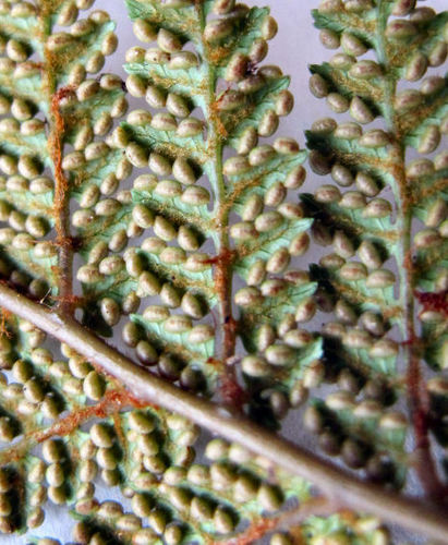 Dicksonia lanata ssp. lanata