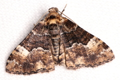 Aporoctena scierodes