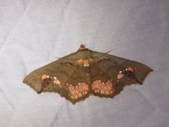 Lopharthrum comprimens