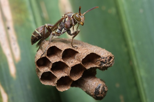 Mexican Paper Wasp photo 4