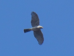 Accipiter cooperii