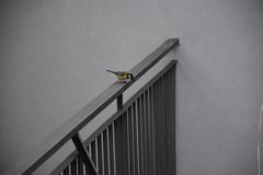 Parus major