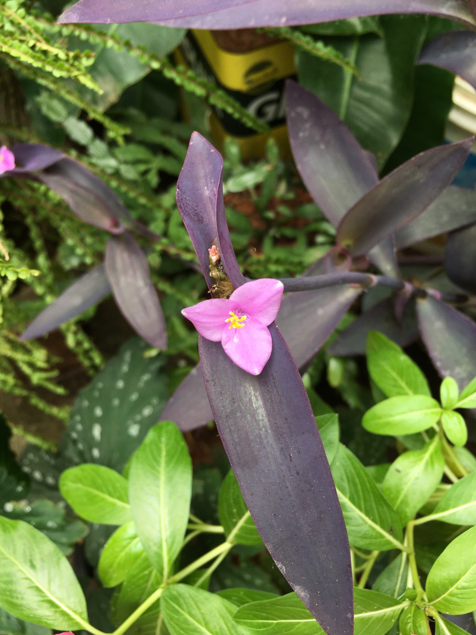 Tradescantia pallida