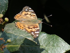 Vanessa cardui