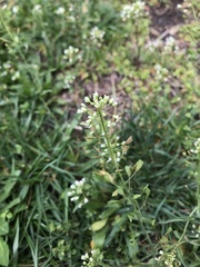 Capsella bursa-pastoris