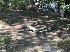 Iguana iguana