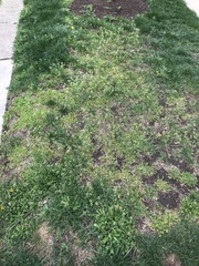 Capsella bursa-pastoris