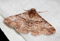 Gastrinodes bitaeniaria