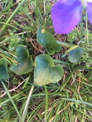 Viola