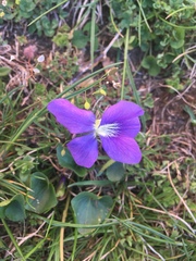 Viola
